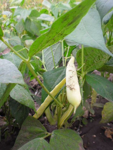 Fasole Capitano 15; Fasole Capitano
