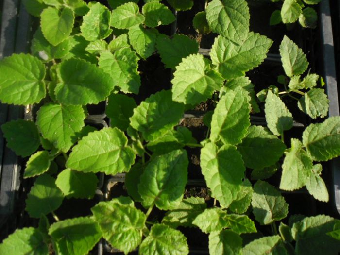 Paulownia tomentosa; Paulownia tomentosa
