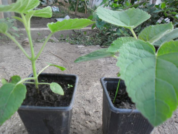 Paulownia tomentosa 7 - PAULOWNIA