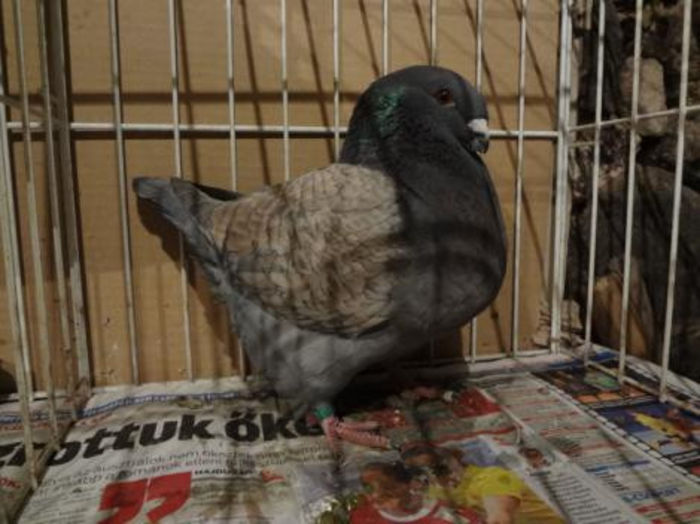 MASC  2013 H  6157 nick