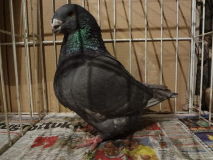 MASC 2013 H 6138 nick