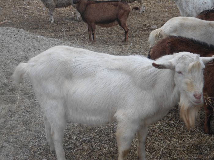 DSC01933 - capre banatene