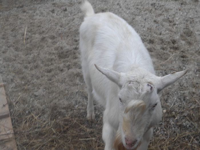 DSC01934 - capre banatene