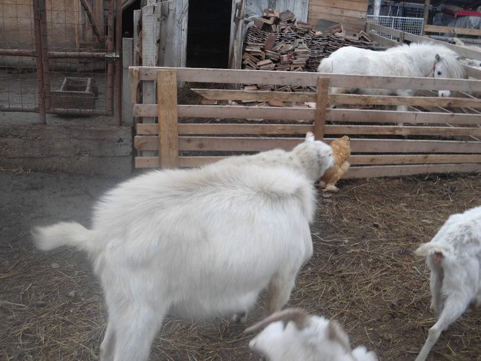 DSC01943 - capre banatene