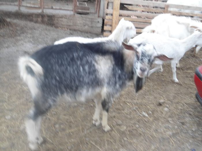 DSC01944 - capre banatene