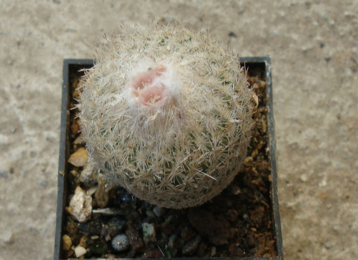 Epithelantha micromeris subsp. greggii  (Engelm.) N.P.Taylor 1998 - Genul Epithelantha