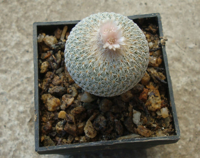 Epithelantha micromeris subsp. pachyrhiza  (W.T.Marshall) N.P.Taylor 1998 - Genul Epithelantha