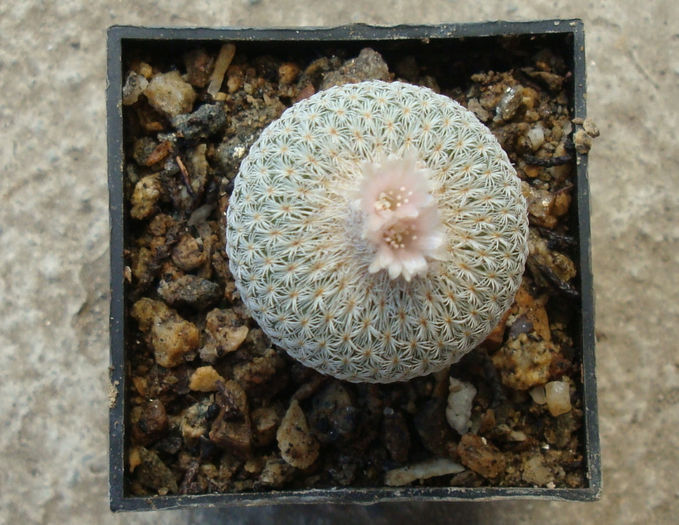 Epithelantha micromeris subsp. pachyrhiza (W.T.Marshall) N.P.Taylor 1998