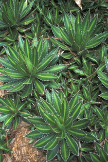 agave americana - minuni ale naturi create de dumnezeu 6