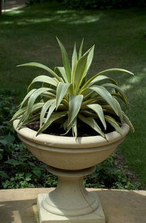 agave joe hoak - minuni ale naturi create de dumnezeu 6
