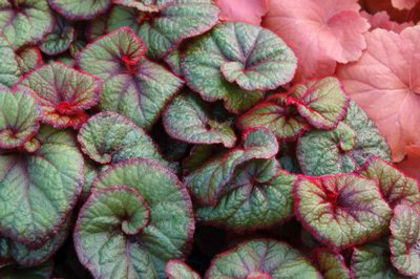 begonia curly fireflush - minuni ale naturi create de dumnezeu 6