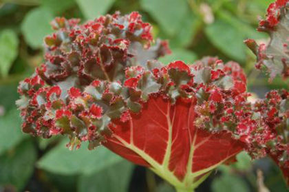 begonia madame queen. - minuni ale naturi create de dumnezeu 6