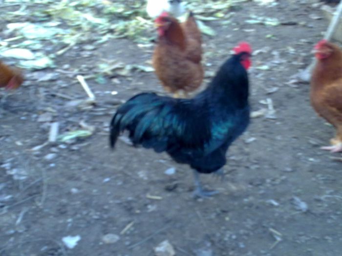 02012014170 - australorp