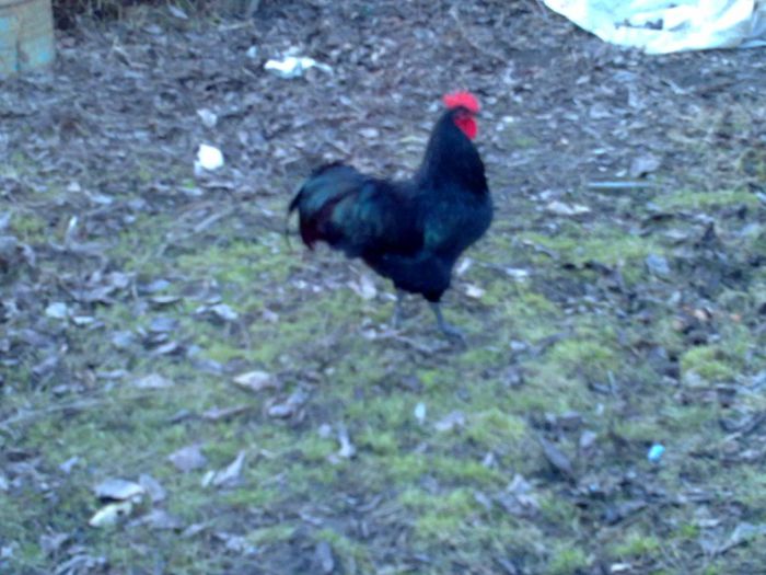 02012014174 - australorp