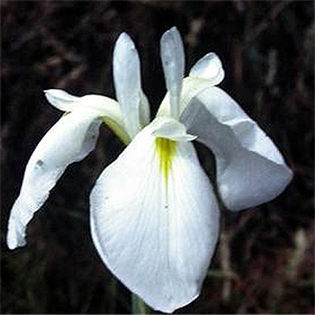 iris_ensata_apollo iris_ensata_apollo