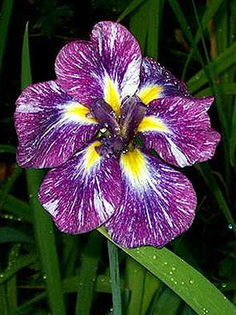 iris_ensata_jedo_jiman iris_ensata_jedo_jiman