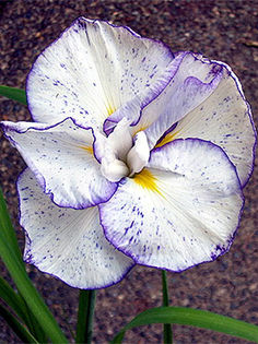 iris_ensata_light%20of_dawn iris_ensata_light%20of_dawn