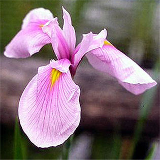 iris_ensata_rose_quenn iris_ensata_rose_quenn