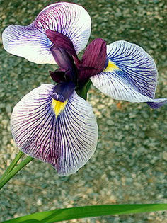 iris_ensata_sanko_nishiki iris_ensata_sanko_nishiki
