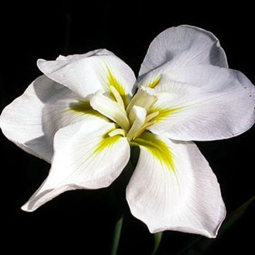 iris_ensata_white_pearl iris_ensata_white_pearl
