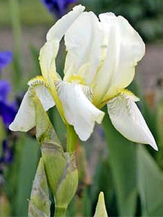 iris_flavescens iris_flavescens