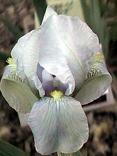 iris_florentina iris_florentina