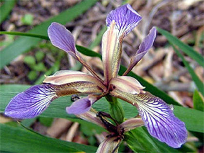 iris_foetidissima iris_foetidissima