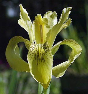 iris_forrestii iris_forrestii