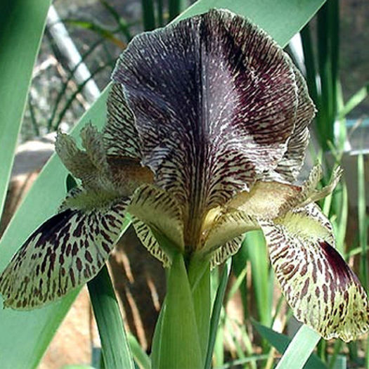 iris_gatesii