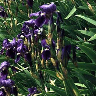 iris_germanica