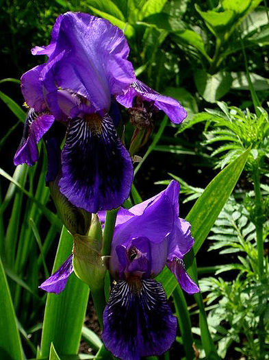 iris_med_honky_tonky