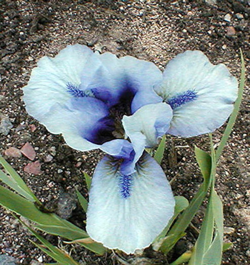 iris_nana_sleepy_time