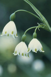 Leucojum-aestivum-summer-snowflake__91189_1302211963_1280_1280