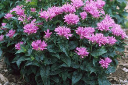 monarda petit delights