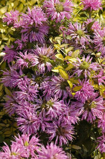 monarda petit wonder