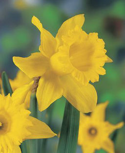 narcissus-King-Alfred__12865_1302182767_1280_1280