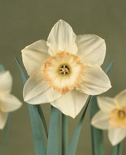 narcissus-Passionale__69379_1302182495_1280_1280