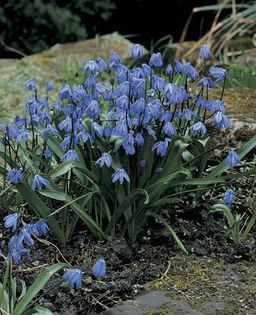 Scilla-siberica-blue__57481_1302212114_1280_1280