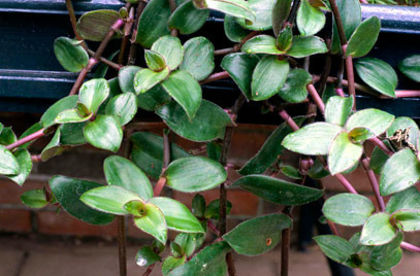 tradescantia zebrina purpusii