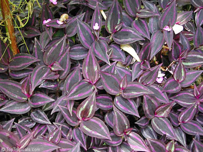 tradescantia zebrina