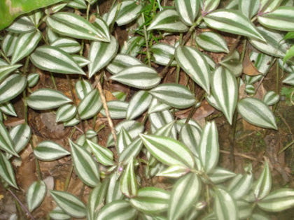 Tradescantia_zebrina_