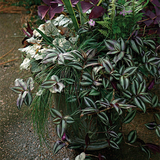 tradescantia_zebrina_jwb_lg