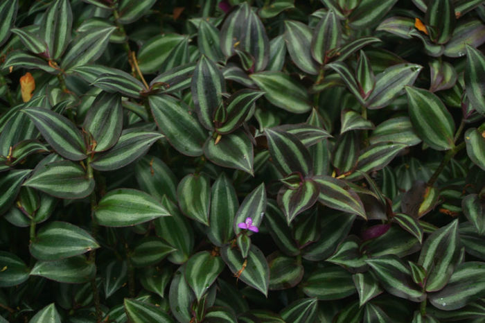 Tradescantia-zebrina
