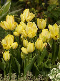 tulip-bunch-flowering-tulips-antoinette__62672_1251481323_1280_1280