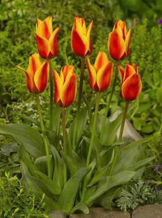 Tulip-Cape-Cod-red-yellow__69335_1287319754_1280_1280