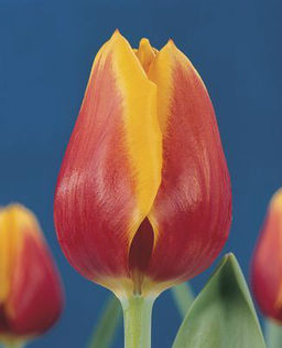 Tulip-Kees-Nelis-red-yellow-edge__75558_1287177574_1280_1280