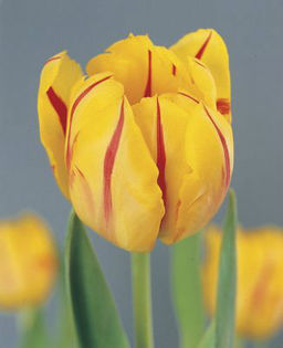 Tulip-Monsella-red-yellow__07691_1287317919_1280_1280