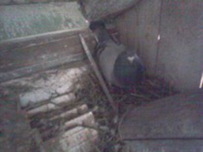 77362802_GTVIEYS; Saracul de el !!! Atunci terminase de crescut ultima serie de pui dupa care au mai urmat o serie de oua pe care a reusit doar sa le cloceasca si sa isi vad pentru 2 zile puisorii ,dupa care ....
