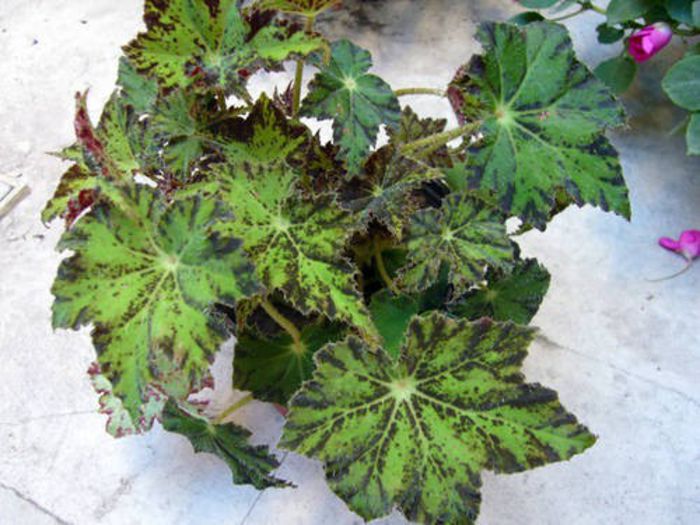 begonia rex - dorinte