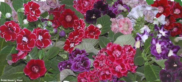 gloxinia orice culoare - dorinte